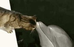 Dolphin With A Cat GIF