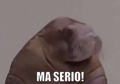Dolphin With Ma Serio GIF