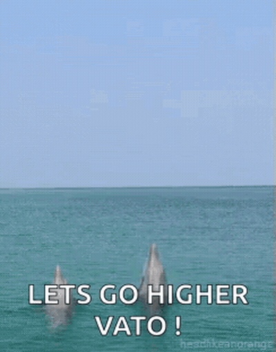 Dolphins Jumping Out Of Water Lets Go Higher Vato GIF