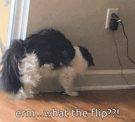 Domestic Long Haired Cat Back Flip GIF