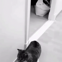 Domestic Short Hair Cat Shocked Standing GIF