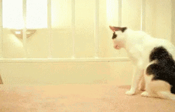 Domino Scared Cat Running GIF