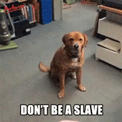 Don't Be Slave Stubborn Dog Won't Play GIF