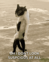 Don't Look Suspicious Funny Cat GIF