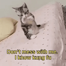 Don't Mess With Me I Know Kung Fu GIF