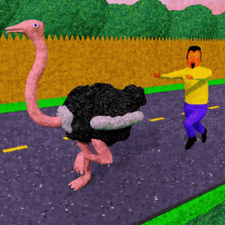 Don't Run Fast Ostrich I Want Some Ride GIF