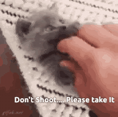 Don't Shoot Please Take It Petting Small Animal GIF