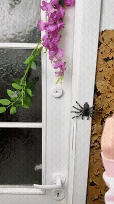 Don't Touch Spider GIF