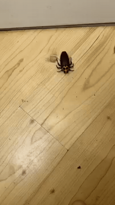 Don't Touch The Cockroach GIF