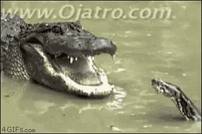 Donald Trump Running How's Florida