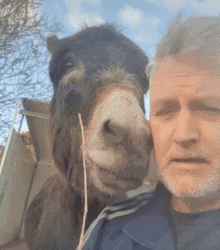 Donkey And Jacobsridge Steve GIF