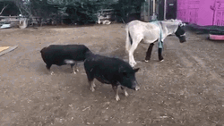 Donkey And Pigs GIF