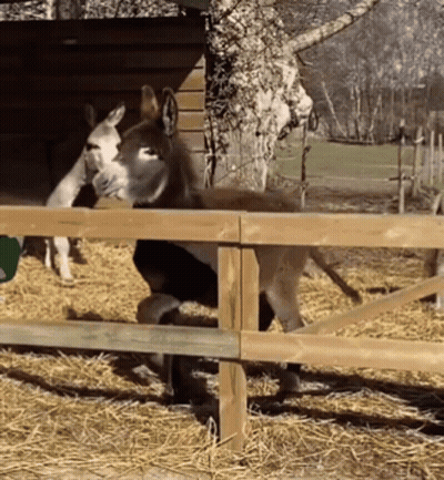 Donkey Behind Wooden Fence GIF