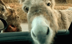 Donkey Car Window GIF