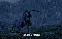 Donkey Crying In Rain
