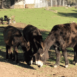 Donkey Eating Grass GIF