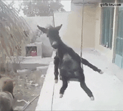 Donkey Enjoying The Swing GIF