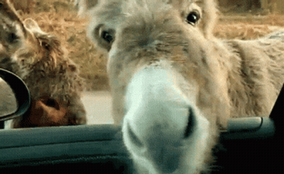Donkey Grinning At Tala And Adrian GIF