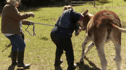 Donkey Nat Geo Kick GIF