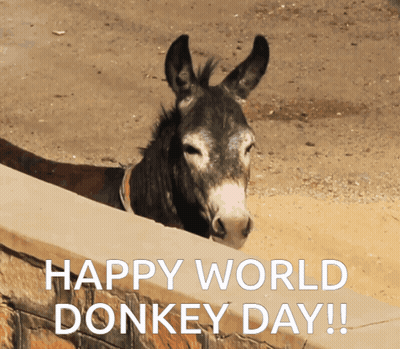 Donkey Peeking Over Wall Happy World Donkey Day GIF