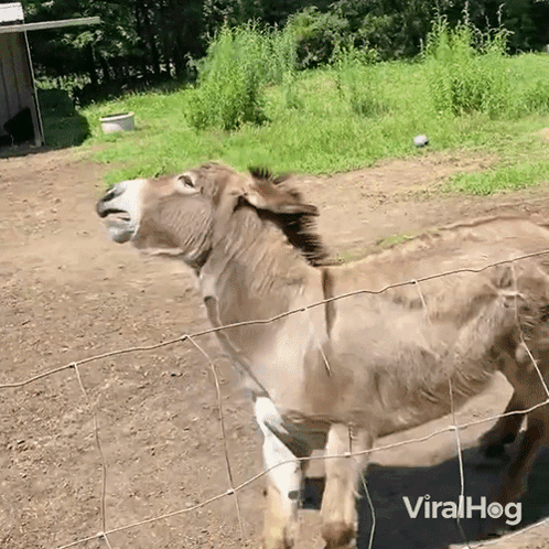 Donkey Standing Behind Fence GIF