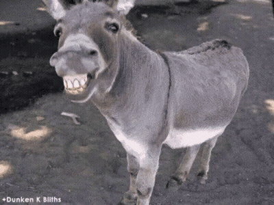 Donkey Standing In Dirt With Mouth Open GIF