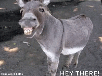 Donkey Standing In Dirt With Mouth Open GIF