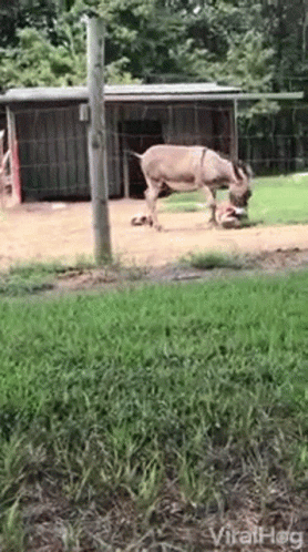 Donkey Standing In Grass Near Fence GIF