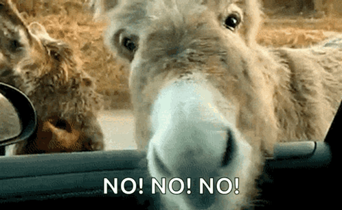 Donkey Sticking Head Out Car Window No No No GIF