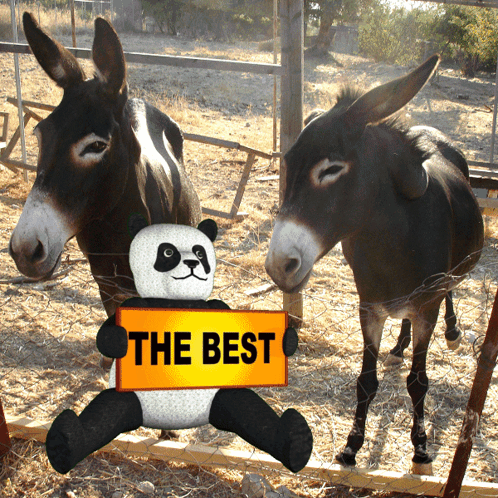 Donkey Sticking Head Out Car Window GIF