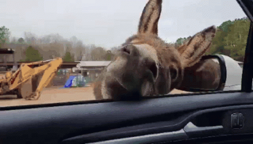 Donkey Sticking Head Out Car Window GIF