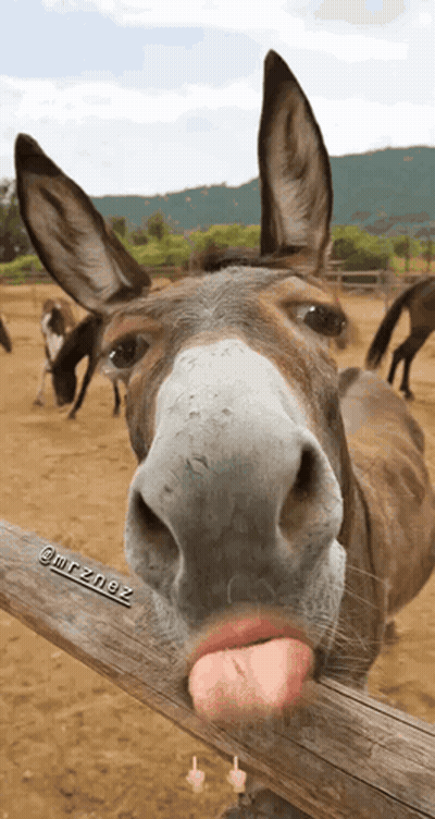 Donkey Sticking Tongue Out Behind Fence GIF