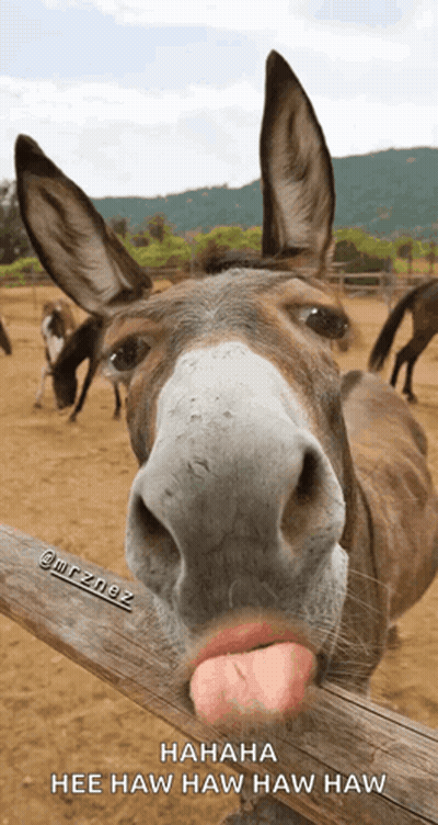 Donkey Sticking Tongue Out Hahaha GIF