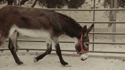 Donkey Wearing Red Bridle Walking GIF