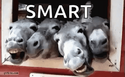 Donkeys Looking Out Window With Smart GIF