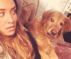 Dont Be Suspicious Hesitant Dog GIF