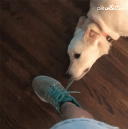 Dont Leave Me Clingy Puppy GIF