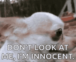 Dont Look At Me Funny Dog Face GIF