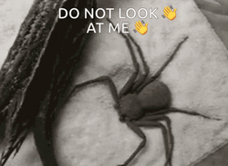 Dont Look At Me Shy Spider Hiding GIF