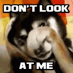Dont Look At Me Timid Cute Dog GIF