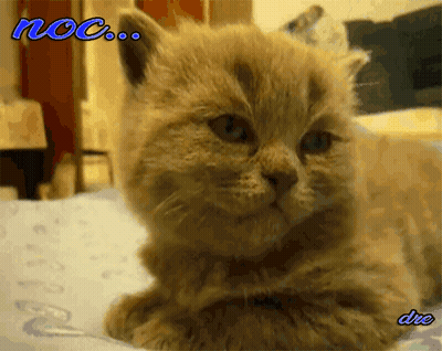 Dont Mess With CSM Fans Meme GIF