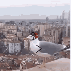 Doodle Art Seagull Taking Off Fly  GIF