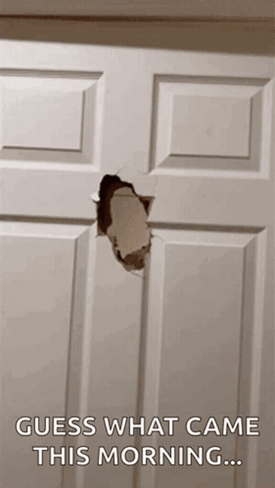 Door With Hole And Guess What Came GIF