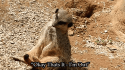 Doozy Little Meerkat I'm Out GIF