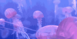Dory Shocked Of Jellyfish