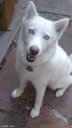 Double Take Cute Dog Reaction GIF