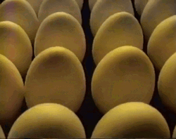 Dozen Of Egg Dog Dancing Swaying GIF