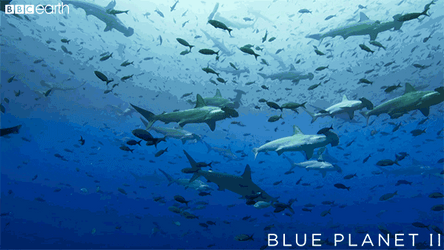 Dozen Of Goblin Shark Swimming Deep Ocean GIF