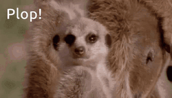 Dozy Meerkat Passing Out Plop GIF