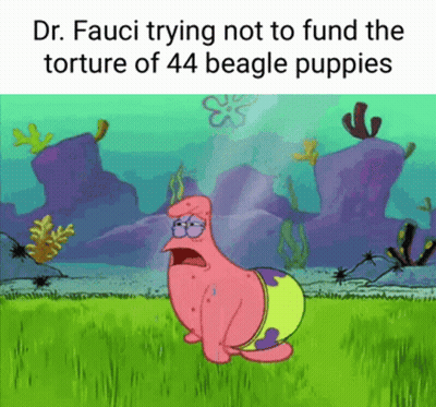 Dr. Fauci Is Trying Not To Fund The Torture Of 44 Beagle Puppies . GIF